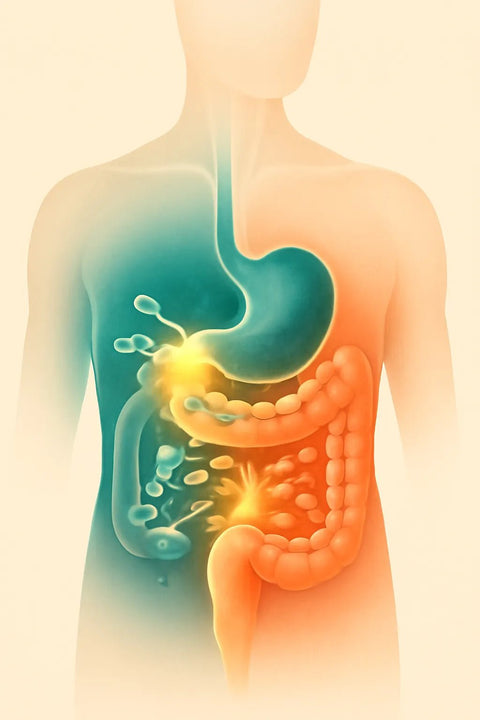Digestive Enzymes vs Probiotics: Which One Should You Take? - Topvitamine