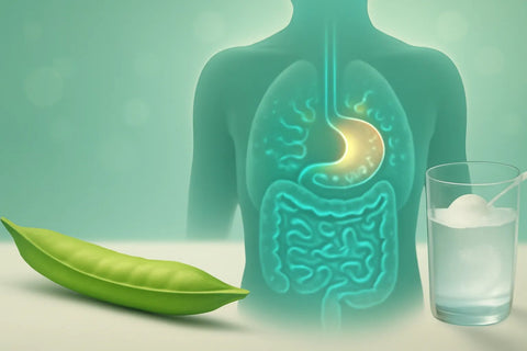 PHGG Supplement: Benefits, Side Effects, and Complete Guide - Topvitamine