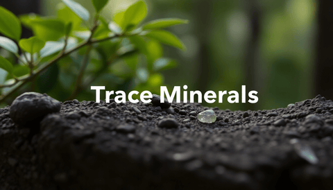 Trace Minerals Review: Are Ionic Minerals Worth It? | Topvitamine - Topvitamine