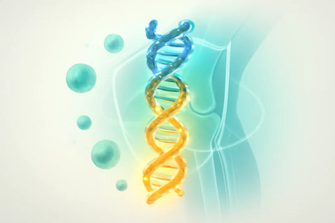 UC-II Collagen Benefits: Science, Dosage & Safety (2026) - Topvitamine