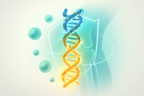 UC-II collagen benefits