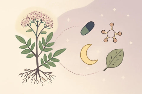 Valerian Root Comparison: vs Sleep Aids & Anxiety Meds (2026) - Topvitamine