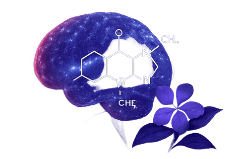 Vinpocetine Supplement: Benefits, Side Effects, Dosage & Safety (2026) - Topvitamine