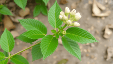 What Is Ashwagandha? Benefits, Dosage, Side Effects & Daily Use Guide - Topvitamine