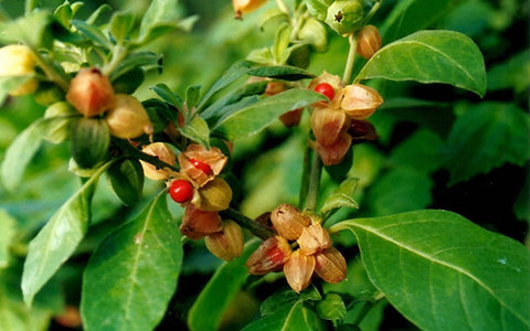 Premium Ashwagandha Supplements – Root Extract for Antioxidant Support - Topvitamine